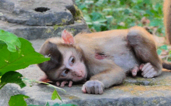 Abandoned baby monkey learning survival in Angkor Wat forest under the watchful eye of Libby.