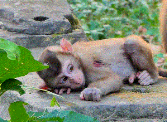 Abandoned baby monkey learning survival in Angkor Wat forest under the watchful eye of Libby.