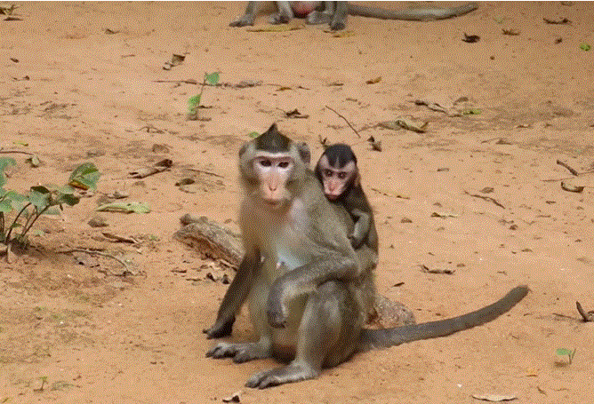 Baby monkey looking frightened and alone, clutching a branch in the Angkor Wat forest.
