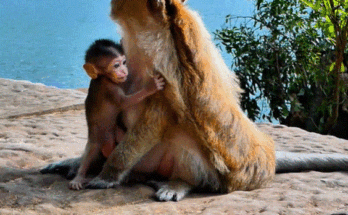 Young monkey named Braxton calls out softly for his mother while sitting alone on an ancient stone at Angkor Wat.
