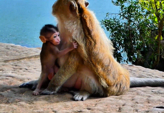 Young monkey named Braxton calls out softly for his mother while sitting alone on an ancient stone at Angkor Wat.
