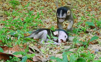 “Baby monkey Ara trembling in his mother’s arms beneath the trees of Angkor Wat forest after a sudden attack.”