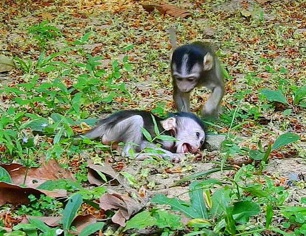 “Baby monkey Ara trembling in his mother’s arms beneath the trees of Angkor Wat forest after a sudden attack.”