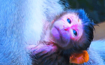 Mother monkey in Angkor Wat forest cradling newborn baby close to her chest, early morning light filtering through trees.