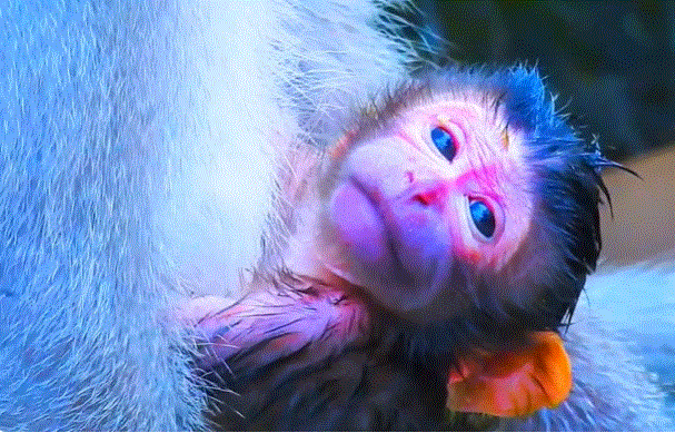 Mother monkey in Angkor Wat forest cradling newborn baby close to her chest, early morning light filtering through trees