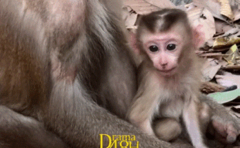 Mother monkey gently protecting her newborn baby in the Angkor Wat forest during a quiet sunrise.