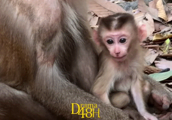 Mother monkey gently protecting her newborn baby in the Angkor Wat forest during a quiet sunrise.
