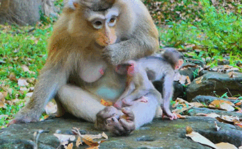 Baby monkey clinging tightly to his mother Malika in the Angkor Wat forest after a small fall, both looking emotional and closely connected.