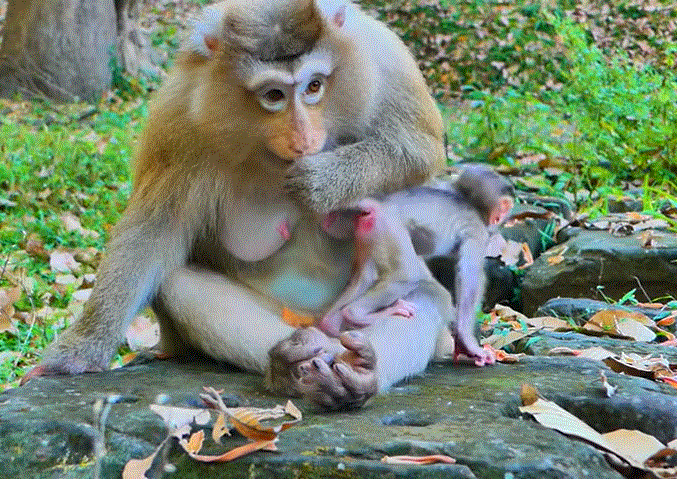 Baby monkey clinging tightly to his mother Malika in the Angkor Wat forest after a small fall, both looking emotional and closely connected.