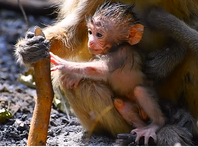 Young mother macaque cradling her newborn baby gently beneath ancient jungle trees at Angkor Wat.