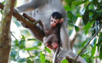 ALBA kneeling on damp forest floor, head bowed, tears streaking her face, while a shadowed figure looms behind her in the Angkor Wat jungle.
