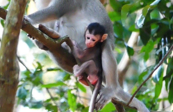 ALBA kneeling on damp forest floor, head bowed, tears streaking her face, while a shadowed figure looms behind her in the Angkor Wat jungle.