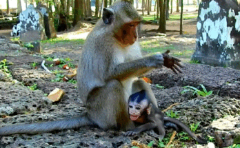 Tiny child’s hand held gently by an adult’s hand in the forest near Angkor Wat — symbolizing hope and urgent need for help.