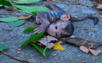 A tiny newborn baby monkey crying alone on a mossy Angkor Wat stone, looking fragile and scared.