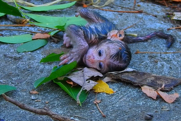 A tiny newborn baby monkey crying alone on a mossy Angkor Wat stone, looking fragile and scared.