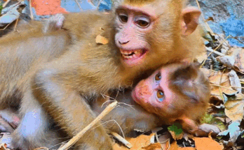 Baby monkey sitting on a mossy stone near Angkor Wat, gently holding a mango slice with both hands while sunlight through the trees glows behind her.