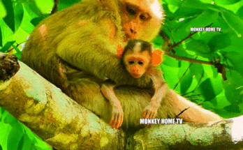 Young jungle monkey mother tenderly holding her newborn baby under golden dawn light.