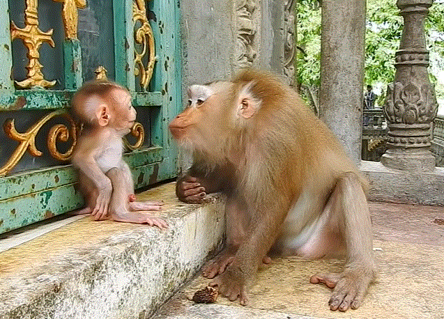 Baby Albert the monkey remains calm and completely relaxed while his mother gently grooms him in the Angkor Wat forest.