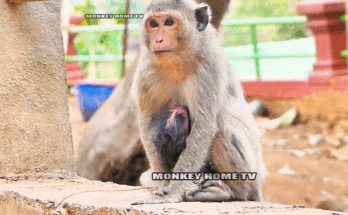 Newborn baby monkey nestled in mother’s arms under golden morning light in Angkor Wat forest.