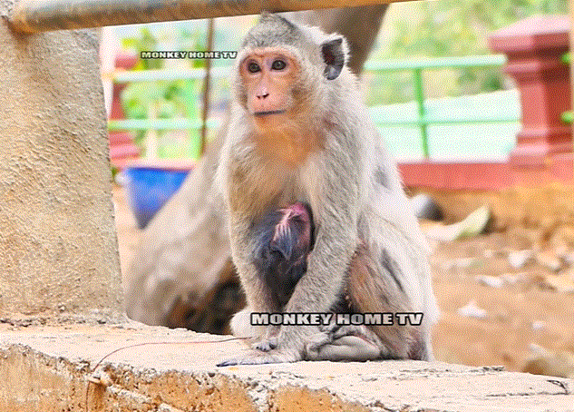 Newborn baby monkey nestled in mother’s arms under golden morning light in Angkor Wat forest.
