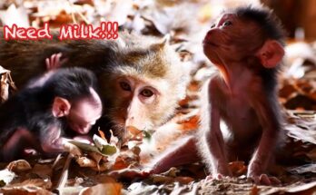 Baby monkey with wide pleading eyes reaching up to its mother in Angkor Wat forest, capturing an emotional plea for milk and care.