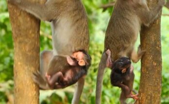 Tiny baby monkey with arms wrapped tightly around mother’s neck in the Angkor Wat forest.