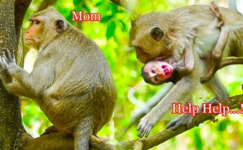 Baby monkey Andrew clinging to a mossy root with Angkor Wat ruins in the background as he calls for his mother.