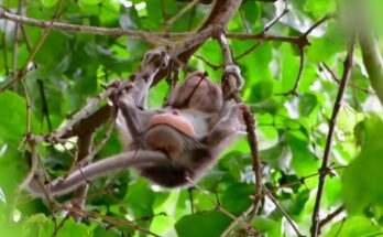A tiny baby monkey, eyes wide with longing, clinging to the trunk of a tree in the lush Angkor forest.