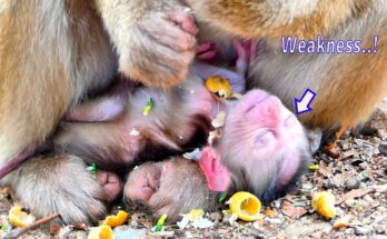 A very weak baby monkey named SACKY clinging quietly to his young mother in the Angkor Wat forest, showing tenderness, concern, and the struggle of early life.