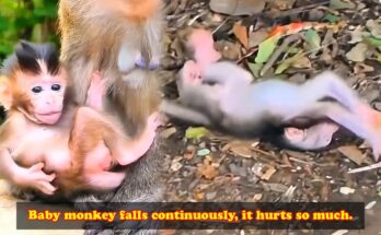 Baby monkey on the forest ground after another fall, eyes brimming with determination, mother macaque looking on in the Angkor Wat jungle.