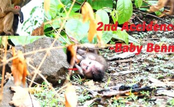 Melona the monkey courageously rescuing baby Benny mid-descent from a tall kapok tree in the Angkor Wat forest.