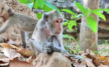 A tiny baby macaque clinging to her mother in the Angkor Wat forest after falling into a gap between stones, with another troop member gently offering food.