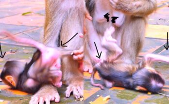 Baby monkey falling while learning to walk under ancient Angkor Wat forest trees, mossy ground and sunlit leaves.