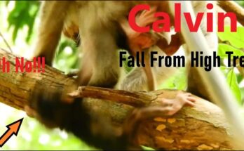 Casi the monkey embraces baby Calvin on the forest floor after his fall from a high tree in Angkor Wat.