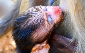 A tiny baby monkey clings to its exhausted mother in the morning light of the Angkor Wat forest, begging for milk while she searches desperately for food.