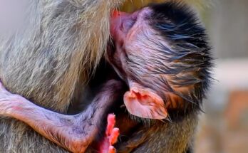 A tiny mother monkey gently cradling her baby’s cheek under the towering roots of Angkor Wat at sunrise