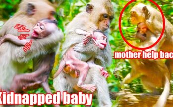 Little baby monkey Andrew on a moss-covered root, trembling yet determined with ancient Angkor stones behind him.
