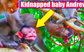 Mother holding newborn baby Andrew tightly in the Angkor Wat forest moments after finding him, surrounded by ancient trees and morning light.