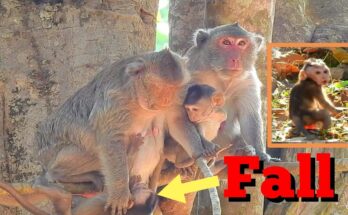 Baby monkey on forest ground crying and looking up at tall tree after fall — Angkor Wat forest rescue moment.