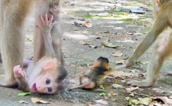 Baby monkey sitting on the forest ground in Angkor Wat after falling while trying to follow his mother.