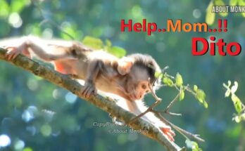 Baby monkey dangling from tree before mother catches him in a lush Angkor Wat forest.
