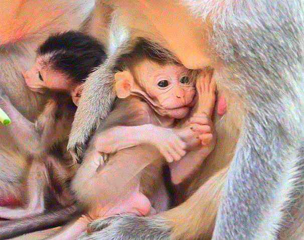 Baby monkey Emelo taking his first steps under the trees of Angkor Wat at dawn.