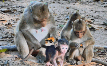 “Newborn baby being cradled by mother among ancient temple stones in forest at sunrise”