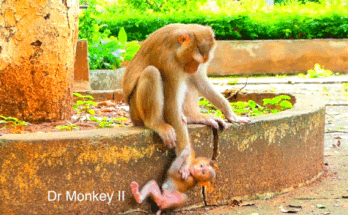 Baby monkey Sariki reaching out through leaves for her mother in forest light.