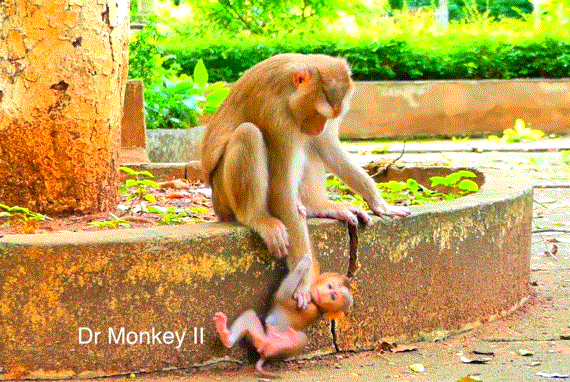 Baby monkey Sariki reaching out through leaves for her mother in forest light.