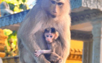 Baby monkey Susi clinging to her mother Susan’s back in the mossy forest near Angkor Wat, Cambodia — touching reunion moment.