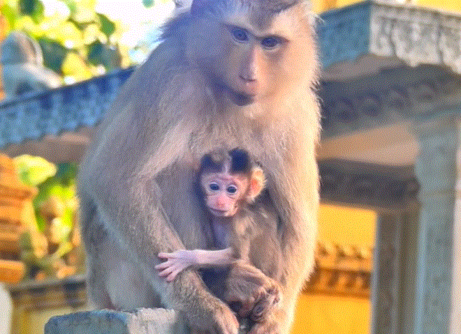 Baby monkey Susi clinging to her mother Susan’s back in the mossy forest near Angkor Wat, Cambodia — touching reunion moment.