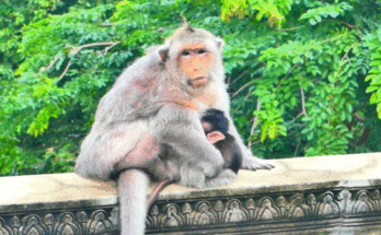 Baby macaque alone and crying among moss-covered temple ruins in Angkor jungle at sunrise