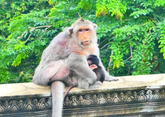 Baby macaque alone and crying among moss-covered temple ruins in Angkor jungle at sunrise