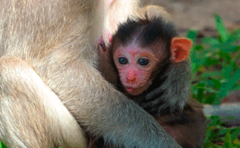 Newborn baby monkey cradled in mother’s arms at dawn in Angkor Wat forest.